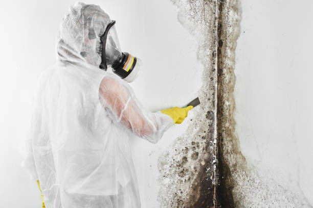 Best Commercial Mold Removal  in Harbor Springs, MI