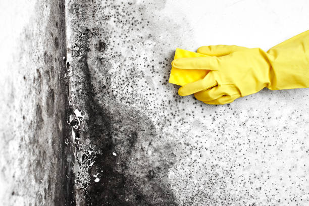 Best Emergency Mold Removal  in Harbor Springs, MI