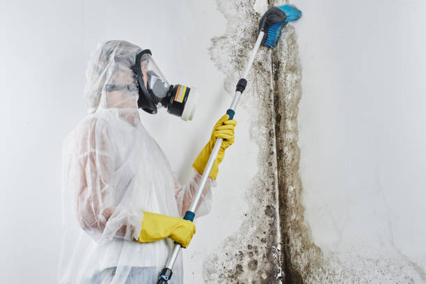 Mold Removal Process in Harbor Springs, MI