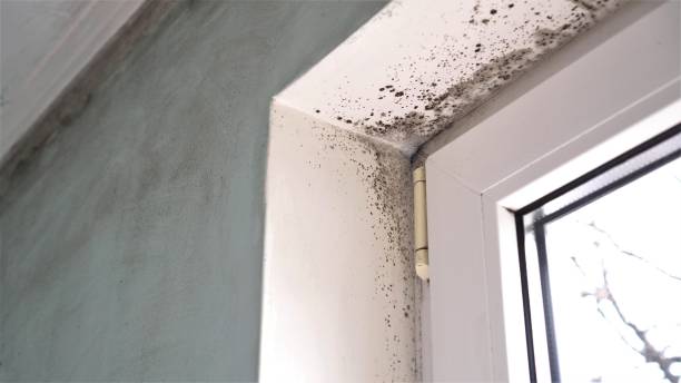 Best Mold Removal Specialists  in Harbor Springs, MI
