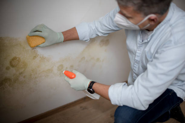 Best Mold Testing  in Harbor Springs, MI