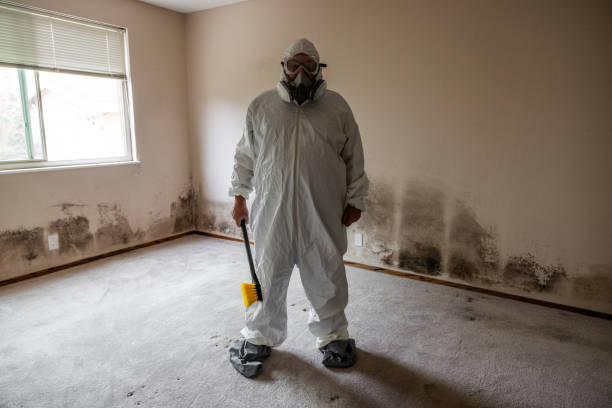 Best Toxic Mold Removal  in Harbor Springs, MI