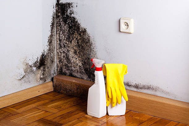 Best Fast Mold Removal  in Harbor Springs, MI